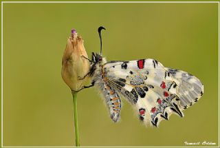 Orman Fistosu (Allancastria  cerisyi)