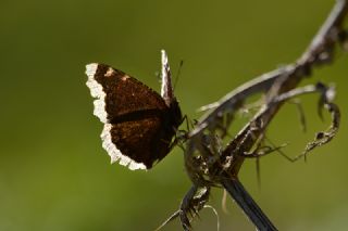 Sar Bandl Kadife (Inachis antiopa)