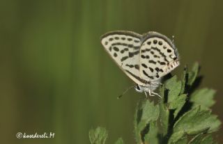 Balkan Kaplan (Tarucus balkanicus)