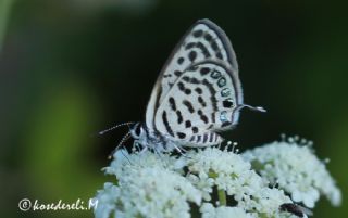 Balkan Kaplan (Tarucus balkanicus)
