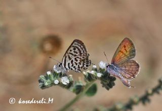 Balkan Kaplan (Tarucus balkanicus)