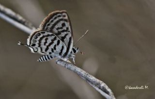 Balkan Kaplan (Tarucus balkanicus)