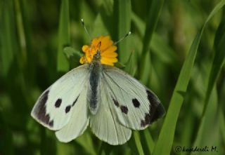 Byk Beyazmelek  (Pieris brassicae)