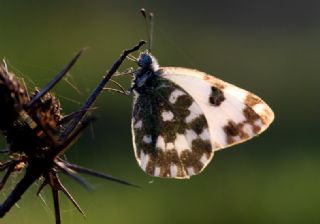 Yeni Beneklimelek (Pontia edusa)