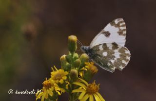 Yeni Beneklimelek (Pontia edusa)