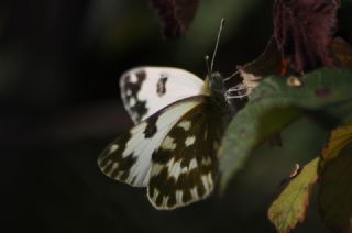 Yeni Beneklimelek (Pontia edusa)