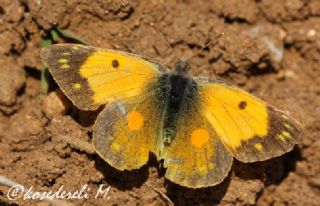 Sar Azamet (Colias croceus)