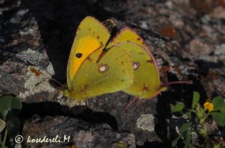 Sar Azamet (Colias croceus)