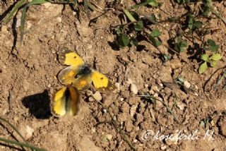 Sar Azamet (Colias croceus)