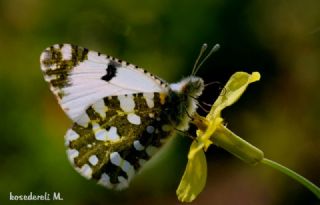 Da Oykls (Euchloe ausonia)