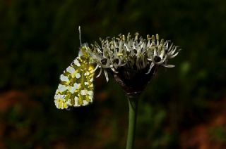 Da Oykls (Euchloe ausonia)