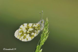 Turuncu Ssl (Anthocharis cardamines)