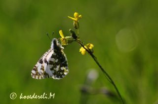Da Oykls (Euchloe ausonia)