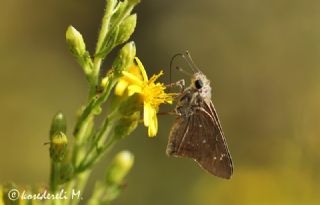 Beyaz illi Kara Zpzp (Pelopidas  thrax)