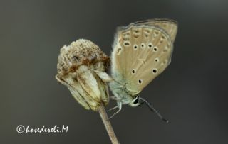 okgzl Dafnis (Polyommatus daphnis)