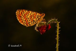 Gzel parhan (Melitaea trivia)