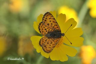 Gzel parhan (Melitaea trivia)