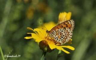 Gzel parhan (Melitaea syriaca)