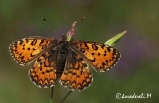 Gzel parhan (Melitaea syriaca)