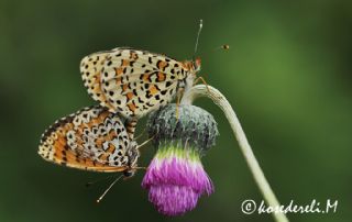 Gzel parhan (Melitaea syriaca)