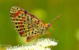 Gzel parhan (Melitaea syriaca)