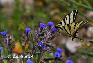 Erik Krlangkuyruk (Iphiclides podalirius)