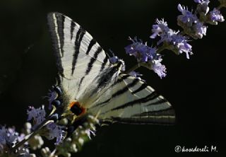 Erik Krlangkuyruk (Iphiclides podalirius)