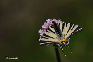 Erik Krlangkuyruk (Iphiclides podalirius)
