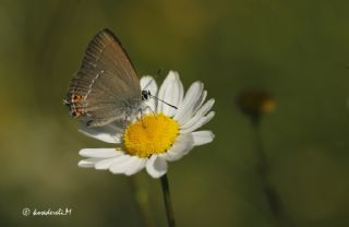 Minik Sevbeni (Satyrium acaciae)