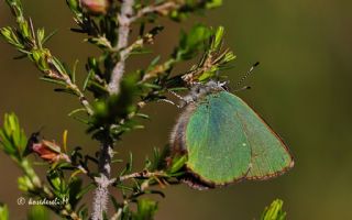 Zmrt (Callophrys rubi)