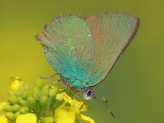 Zmrt (Callophrys rubi)