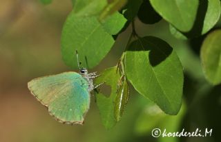 Zmrt (Callophrys rubi)