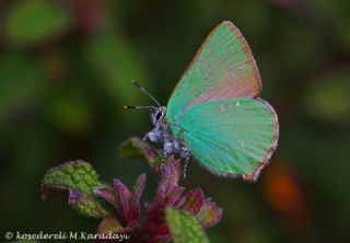 Zmrt (Callophrys rubi)