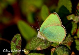 Zmrt (Callophrys rubi)