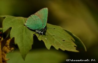 Zmrt (Callophrys rubi)