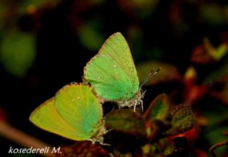 Zmrt (Callophrys rubi)