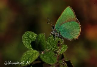 Zmrt (Callophrys rubi)