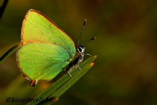 Zmrt (Callophrys rubi)