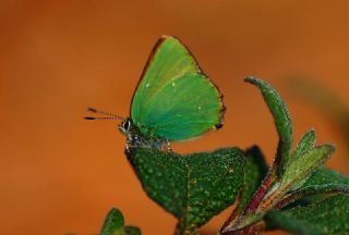 Zmrt (Callophrys rubi)