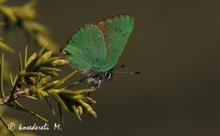 Zmrt (Callophrys rubi)