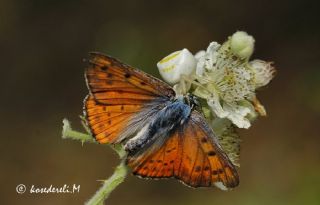 Byk Mor Bakr Gzeli (Lycaena alciphron)