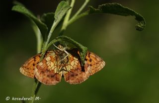 Brtlen Brentisi (Brenthis daphne)