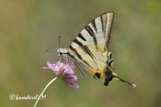 Erik Krlangkuyruk (Iphiclides podalirius)