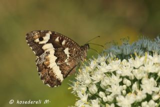 Kara Murat (Brintesia  circe)