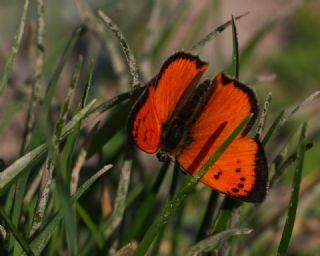 Osmanl Atei (Lycaena ottomanus)
