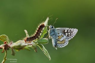 Sarbandl Zpzp (Pyrgus sidae)