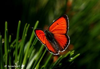 Ate Bakr Gzeli (Lycaena candens)