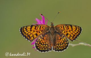 Trkistan parhan (Melitaea arduinna)