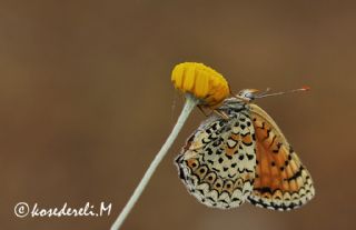 Trkistan parhan (Melitaea arduinna)