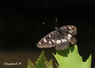 Akdeniz Hanmeli Kelebei (Limenitis reducta)
